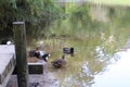 Four male and two female Mallard ducks preening, wading and swimming in a large pond Royalty Free Stock Photo