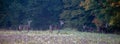 Four male white-tailed deer (Odocoileus virginianus) standing in a Wisconsin field in September Royalty Free Stock Photo