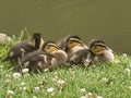 Four mallard ducklings