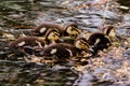 Four mallard ducklings huddled in a feeding frenzy gobbling as much as they can