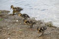 Four Mallard Ducklings in a row waddling out of a lake