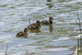 Four Mallard ducklings swimming in lake