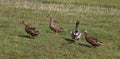 Four mallard ducks, anas platyrhynchos, on grass