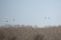 Four Mallard Ducks in Flight