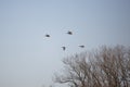 Four Mallard Ducks in Flight