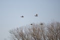 Four Mallard Ducks in Flight