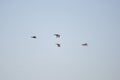 Four Mallard Ducks in Flight