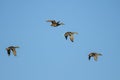 Four Mallard Ducks Flying in a Blue Sky