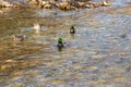 Four mallard ducks in the river