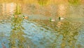 Four mallard ducks swimming calmly in a pond with crystal clear water