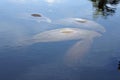 Four Manatees