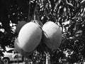 Four mangoes on tree Royalty Free Stock Photo