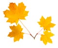 Four maple leaves on cutting Royalty Free Stock Photo