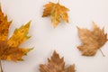 Four maple leaves on a white background Royalty Free Stock Photo