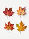 Four maple leaves on a white background Royalty Free Stock Photo