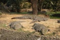 Four Marsh Crocodile or Mugger Royalty Free Stock Photo