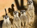 Four Meerkats Royalty Free Stock Photo