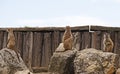 Four meerkats sitting on some rocks and looking around Royalty Free Stock Photo