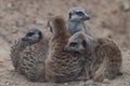 Four meerkats snuggling close together