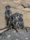 Four meerkats on the stone 1