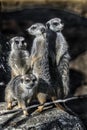 Four meerkats on the stone 2