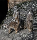 Four meerkats on the stone 4