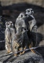 Four meerkats on the stone 3