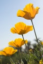 Four Mexican Poppies