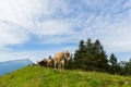 Four milk cows in meadow Switzerland with mount Rigi and trees Royalty Free Stock Photo