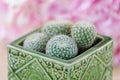 Four mini cactuses in pot Royalty Free Stock Photo
