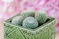 Four mini cactuses in pot