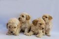 Four mini toy poodles playing