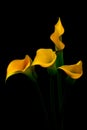 Four mini yellow calla lillies emerging from dark background Royalty Free Stock Photo