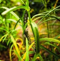 Four (4) Monarch butterfly caterpillars feed on a Narrowleaf Milkweed bush Royalty Free Stock Photo