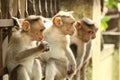 Four Bonnet Macaque Monkeys sitting in a wall Royalty Free Stock Photo