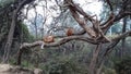 Four Monkeys Sitting On A Tree Sloping Downward. Nature.