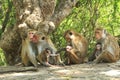 Four Monkeys with three cute kids - Mothers Love