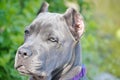 Four month old italian mastiff cane corso on lake