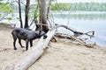 Four month old italian mastiff gnaws a tree branch