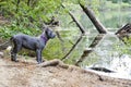 Four month old italian mastiff on the lake