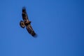 About a four month old juvenile bald eagle Haliaeetus leucocephalus flying in a blue sky, with copy space