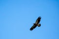 About a four month old juvenile bald eagle Haliaeetus leucocephalus flying in a blue sky, with copy space