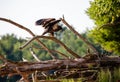 About a four month old juvenile bald eagle Haliaeetus leucocephalus perched on a branch