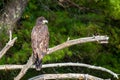 About a four month old juvenile bald eagle Haliaeetus leucocephalus perched on a branch