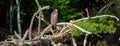 About a four month old juvenile bald eagle Haliaeetus leucocephalus perched on a branch