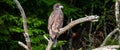 About a four month old juvenile bald eagle Haliaeetus leucocephalus perched on a branch Royalty Free Stock Photo