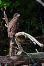 About a four month old juvenile bald eagle Haliaeetus leucocephalus perched on a branch