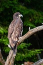 About a four month old juvenile bald eagle Haliaeetus leucocephalus perched on a branch Royalty Free Stock Photo