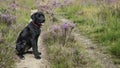 Four month old labrador pup