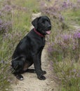 Four month old labrador pup